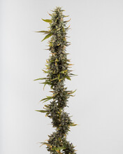 Fresh Cannabis Flowers Up Close Macro With A White Background. Fresh Marijuana Plants Just Harvested.