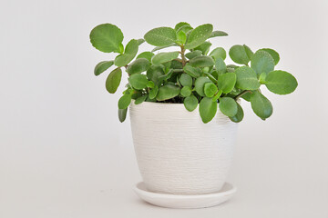 Wall Mural - Kalanchoe plant with green leaves in white ceramic pot