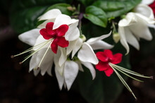 Bleeding Heart Vine, Clerodendrum Thomsoniae, A Tropical Vine With Beautiful White And Red Flowers