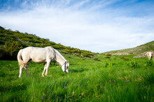 White Horse Standing On A Green Pasture