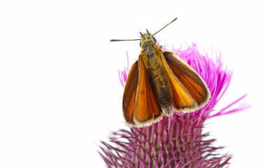 skipper on flower burdock, Thymelicus sylvestris, butterfly isolated on white