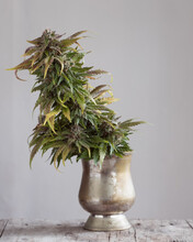 Fresh Harvested Cannabis Flowers And Buds Photographed With A Neutral Light Background