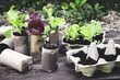 © t.sableaux - Seedlings in biodegradable pots made of toilet roll inner tubes and reused egg boxes, environmentally friendly living, zero waste concept