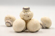 Mushroom chocolate isolated on white background. Close-up. Mushroom-shaped coated chocolate dragee