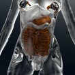 3D-illustration of a femal glass body with visible organs, highlighted are guts