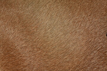 full frame brown fur, brown deer fur for the background.