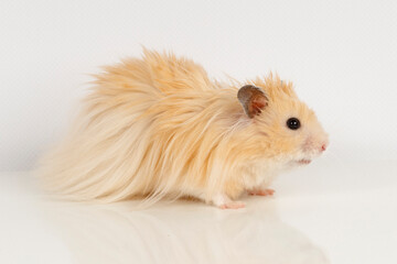 Canvas Print - fluffy Syrian hamster on a light background