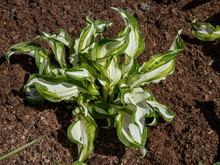 Attractive Wavy Plantain Lily (Hosta Undulata) With Dense Mounds Of Showy Green Leaves, Wavy Margined With Creamy Markings Growing In Sunlight In Spring