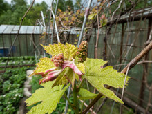 Close-up Shot Of Small Flower Buds, Leaves Of Grapevine And Pink And Green Grape Sprouts Starting To Grow From Dormant Grape Plant Branches Among Metal Fence In Spring