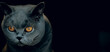 canvas print picture - Süsse britisch Kurzhaar Katze