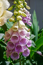 Pink And White Foxglove Flowers. Tall Summer Flowers With Bell Shaped Petals With Speckles. 