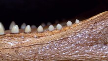 Jaw With Teeth Of A Young Alligator, Stuffed Crocodile From Florida. Video Slider