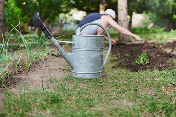 Metal watering can in eco-farm against the background of farmer planting tomato seedlings in black soil in open ground. Garden tools in horticulture