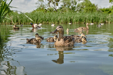 mother duck with ducklings swimming on lake surface. wild animals in a pond.