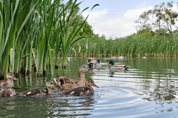 mother duck with ducklings swimming on lake surface. wild animals in a pond.