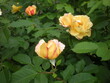 herbaciane  róże wśród liści