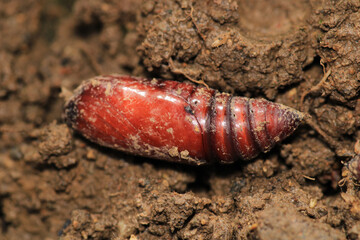 natural brown chrysalis insect macro