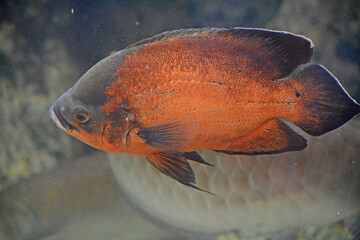 Poisson marron et noir.