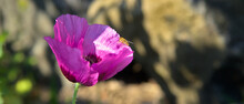 Purple Poppy Flower With Bee