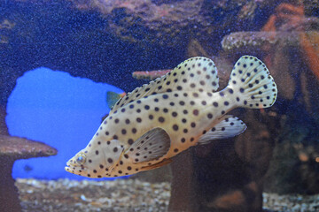 Poisson blanc à points noirs.