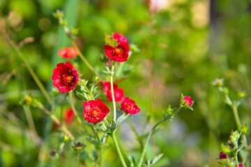 Wall Mural - red flowers in green field