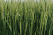 Green wheat ears in a field