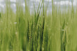 green malting barley in a field