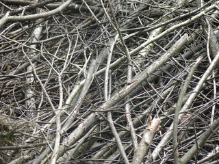 brushwood - sawn tree branches lie in a pile