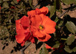 Floral. Closeup view of Rosa Orangeade, red flowers blooming in the garden in spring.