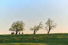 Thoroughbred Horses Grazing In The Bluegrass Region Of Kentucky.
