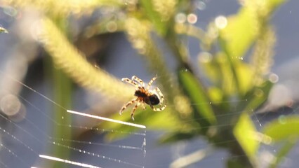 spider weaves a web close-up
