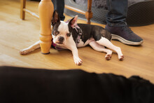 Boston Terrier Puppy Lying On The Kithcen Floor With Her Leg Around The Table Leg. She Is Wearing A Harness. A Big Black Dog Is Infront Of Her.