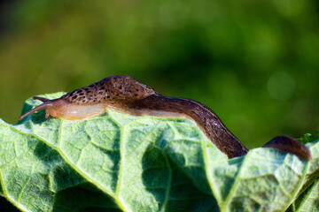 Snail without shell. Leopard slug Limax maximus, family Limacidae, crawls on green leaves. Spring, Ukraine, May