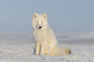 Wall Mural - arctic fox sitting close up. white arctic fox with closed eyes.