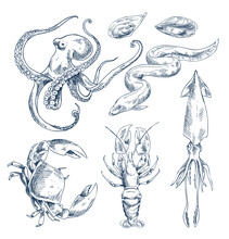 Squid And Octopus, Crustaceans Crab And River Crayfish, And Edible Mussel Clam. Monochrome Animal As Seafood Depiction. Sketch Style Illustration.