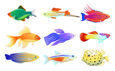 Wall Mural - Common and rare different coloration and size aquarium inhabitant specie. Goldfish and tamarin wrasse, boxfish and tetra neon vector illustration.