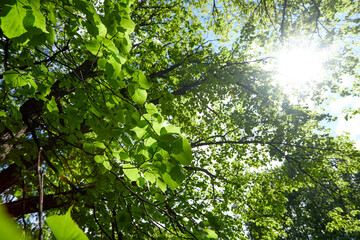 spring park with different plants