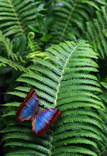 Colorful Blue Tropical Morpho Butterfly On Green Fern Leaf In Forest. Bright Tropical Background