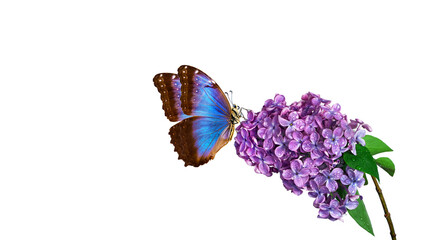 Aufkleber - blossoming lilac branch and butterfly. bright blue morpho butterfly on lilac flowers in water drops isolated on white. copy space