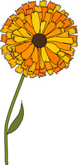Wall Mural - calendula flower illustration