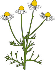 Wall Mural - blooming chamomile illustration