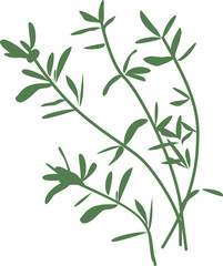 Wall Mural - Green Thyme Herb Illustration
