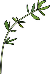 Wall Mural - Single Thyme Herb Illustration
