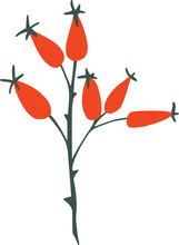 Red Rose Hips Branch Illustration