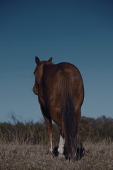Wall Mural - Mare horse at dusk in ranch field for portrait close up.