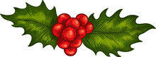 Hand Drawn Green Holly Leaves And Red Berries