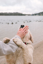 Portrait Of A Dog On A Walk, Which Jumped Onto The Owner's Hand Hugging Her Paws