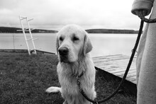 Black And White Portrait Of A Dog On A Leash On A Walk By The Sea