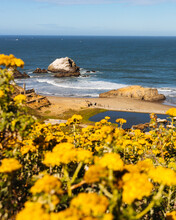 Yellow Flowers Bloom In Front Of Sutro Baths At Lands End