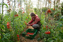 Female Farmer Harvesting Tomatoes